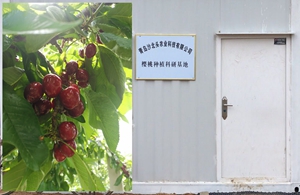 生机蓬勃的农业公司樱桃种植科研基地